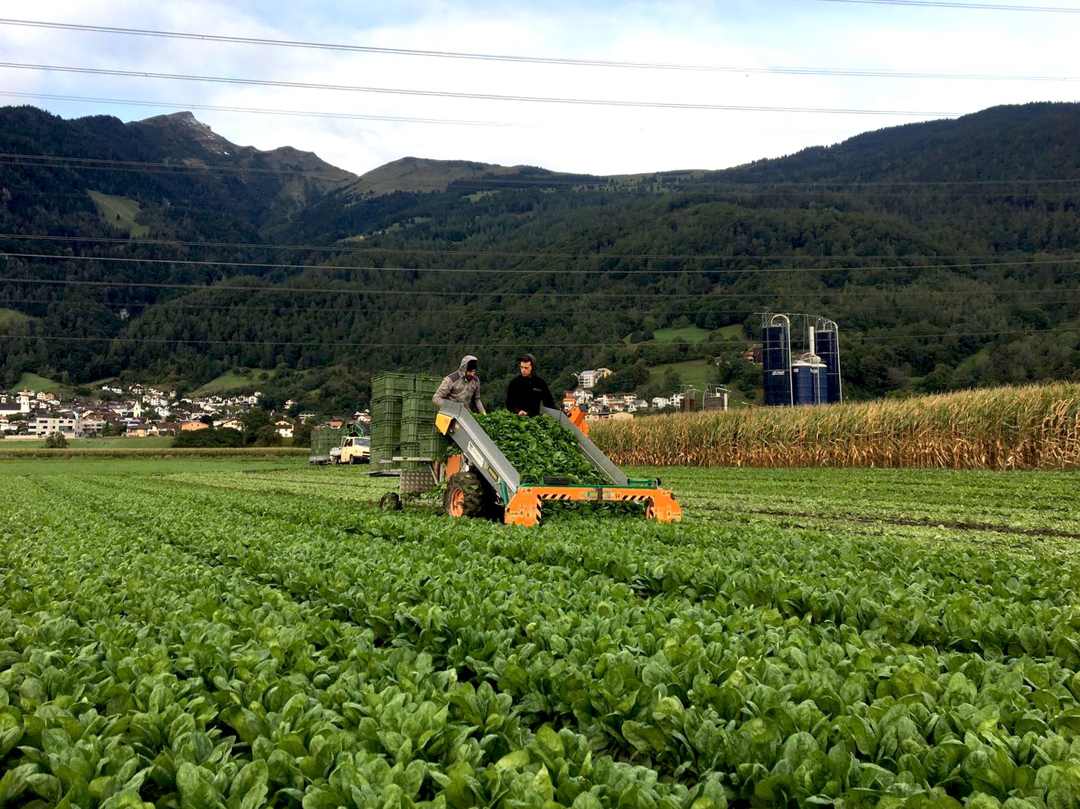 Frischkonsumspinat Ernte
